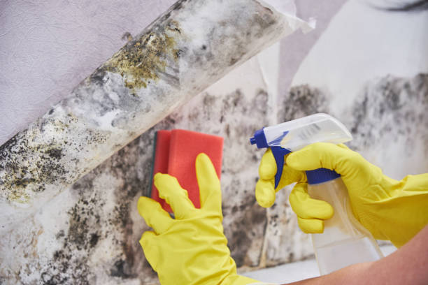 Biohazard Mold Removal in Herscher, IL